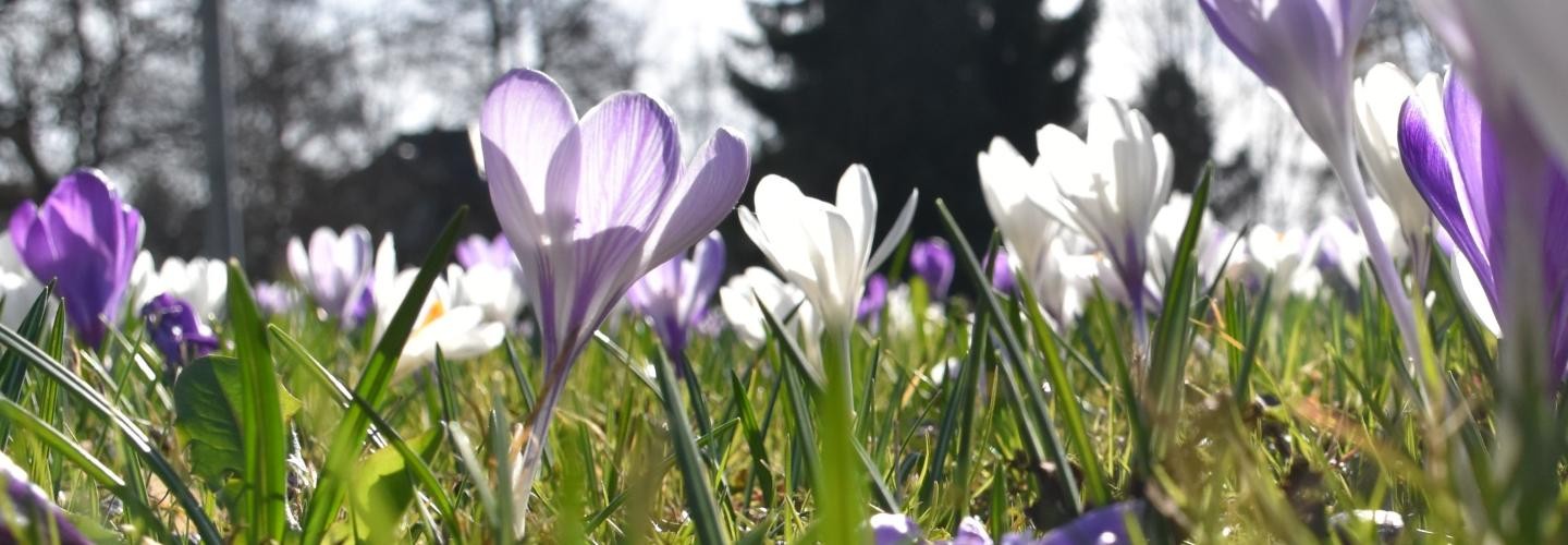 Bald Vorfrühling! Krokuswiese
